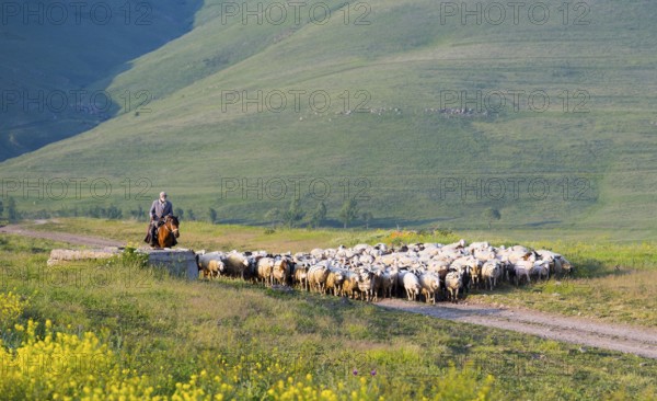 Shepherd with flock on a path through a summer pasture, near Zovaber, Kotayk province, Armenia