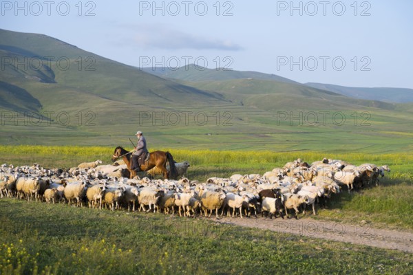 Shepherd drives flock of sheep through green hills in sunny weather, near Zovaber, Kotayk province, Armenia