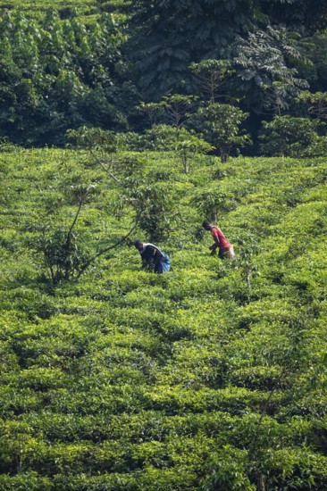 Worker on a tea plantation in the mountains, western region, Uganda