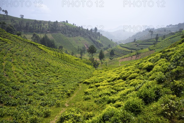 Tea plantation in the mountains, western region, Uganda