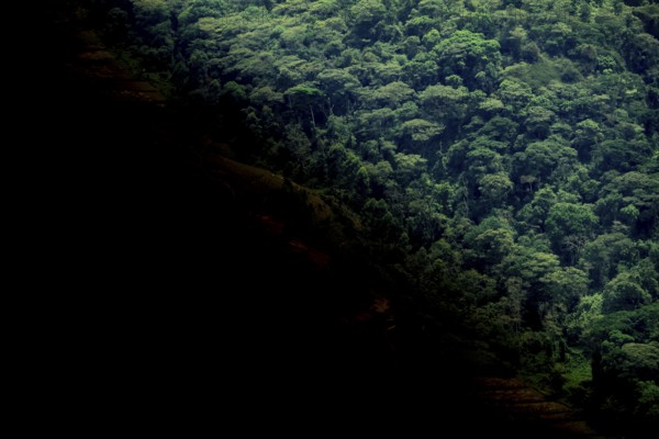 Symbolic image of deforestation, loss of rainforest, jungle, Bwindi Impenetrable Forest National Park, Uganda