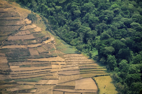 Contrast between forest and farmland, symbolic image of deforestation, loss of rainforest, jungle, Bwindi Impenetrable Forest National Park, Uganda