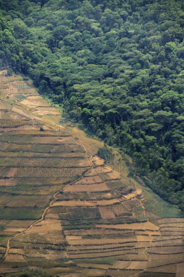 Contrast between forest and farmland, symbolic image of deforestation, loss of rainforest, jungle, Bwindi Impenetrable Forest National Park, Uganda