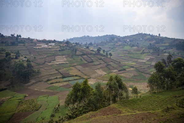 Fields and agricultural land, symbol of deforestation, Uganda