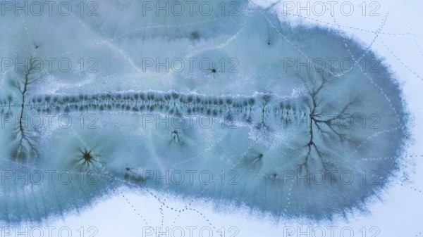 Winter landscape in frost, nature type, meander, icy, snowy, frost, frozen, river landscape, landscape view, aerial view, Germany from above, habitat, wonderful atmosphere, ice, snow, winter wonderland, close to nature, winter rest, frozen lake, traces in snow and is, cracks in the ice, Middle Elbe Biosphere Reserve, UNESCO World Heritage Site, Saxony-Anhalt