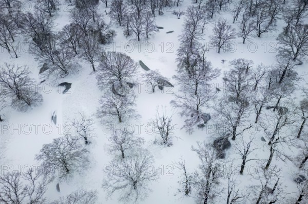 Winter landscape in frost, floodplain landscape, snowy, frost, frozen, river landscape, landscape view, wonderful atmosphere, ice, snow, aerial view, Germany from above, close to nature, winter rest, Middle Elbe Biosphere Reserve, UNESCO World Heritage Site, Saxony-Anhalt