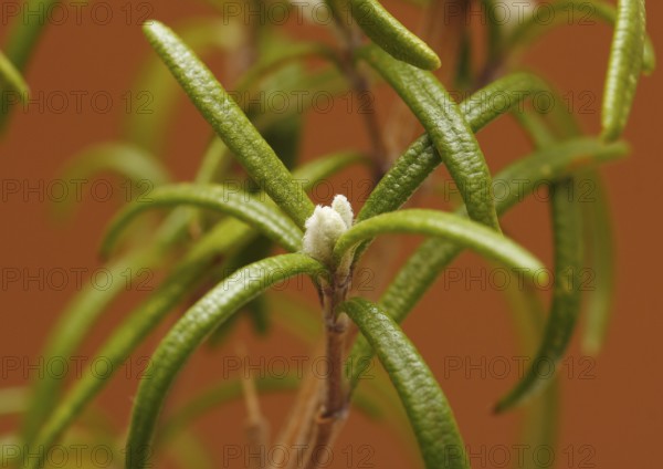 Mealybugs (Pseudococcidae) on rosemary (Rosmarinus officinalis), in studio, North Rhine-Westphalia, Germany