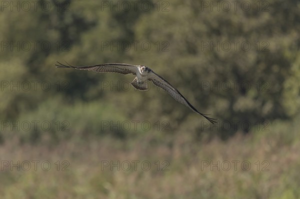 A majestic bird of prey flies across an open landscape under a clear blue sky and scans its surroundings. He is looking for food. Nature is peaceful around him. Bas Rhin, Alsace, France