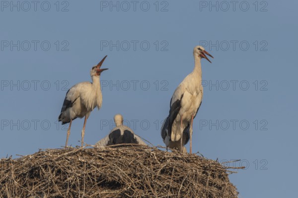 Juvenile storks stand on a nest of Twigs. It is spring and the sky is blue in the evening. Birds seem to communicate with each other. Muttersholtz, Bas Rhin, Alsace, France