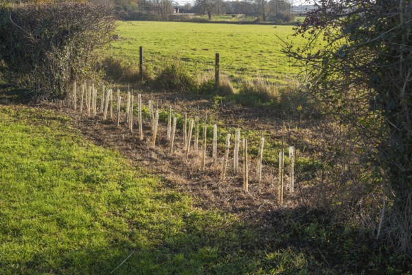 Saplings planted in protective tubes to regrow gap in hedgerow, Sutton, Suffolk Sandlings, Suffolk, England, UK