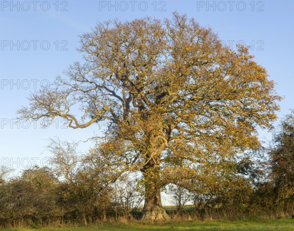 Oak tree in autumn, Quercus robur, against blue sky, Sutton, Suffolk Sandlings, Suffolk, England, UK