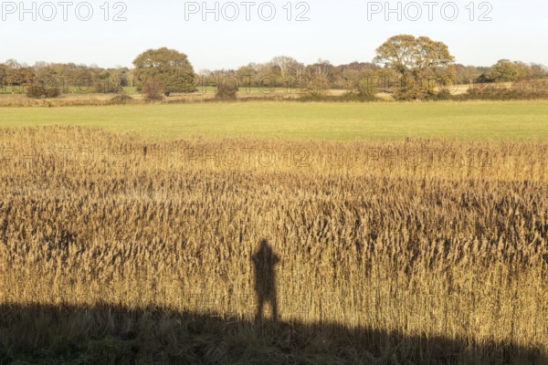 Silhouette shadow of person photographer reeds autumn landscape, Sutton, Suffolk Sandlings, Suffolk, England, UK