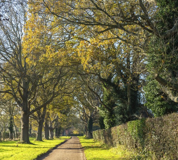 Treelined avenue in autumn Woodhall Drive road, Sutton, Suffolk Sandlings, Suffolk, England, UK