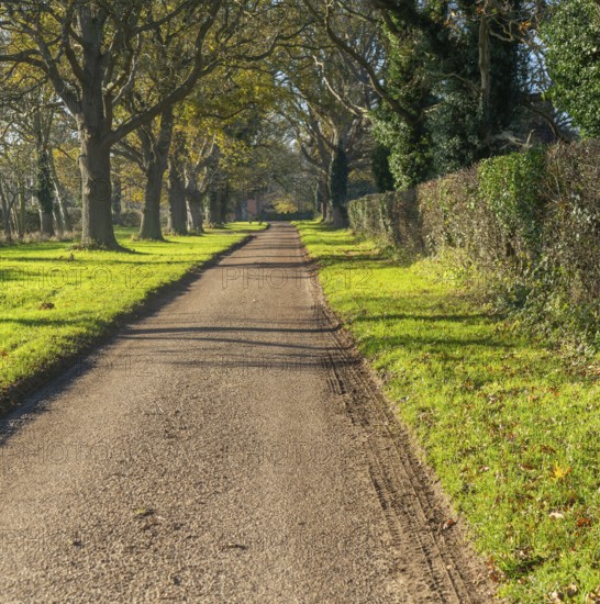 Treelined avenue in autumn Woodhall Drive road, Sutton, Suffolk Sandlings, Suffolk, England, UK
