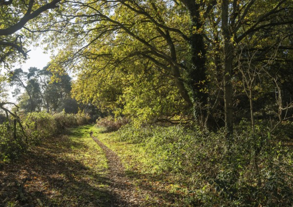Footpath pathway through woodland trees in autumn, Shottisham, Suffolk Sandlings, Suffolk, England, UK