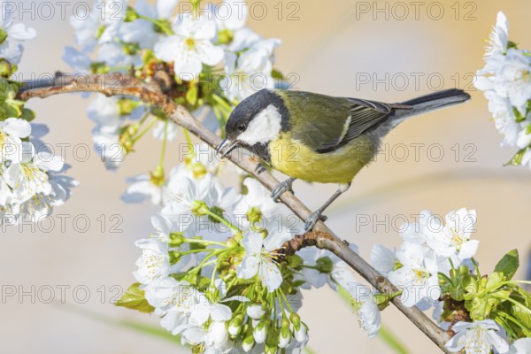 Great tit (Parus major) Germany