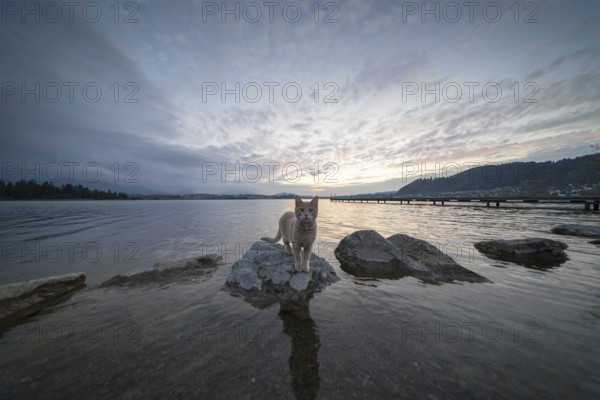 Curious cat after sunset, Hopfensee, Hopfen am See, near FÃ¼ssen, OstallgÃ¤u, AllgÃ¤u, Bavaria, Germany