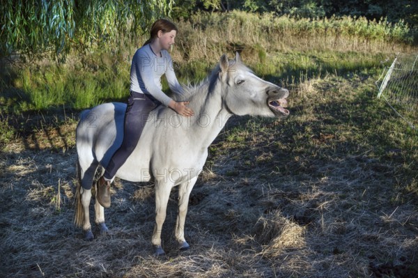 Young girl sitting on her whining horse in the pasture, Othenstorf, Mecklenburg-Western Pomerania, Germany