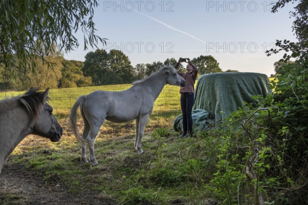 Young girl taking pictures with her mobile phone of her horses in the pasture, Othenstorf, Mecklenburg-Western Pomerania, Germany