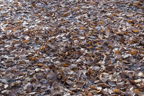 Wet autumn leaves on forest soil, beech leaves, MÃ¼nsterland, North Rhine-Westphalia, Germany