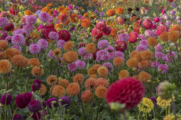Colourful dahlia flowers, Dahlia, MÃ¼nsterland, North Rhine-Westphalia, Germany