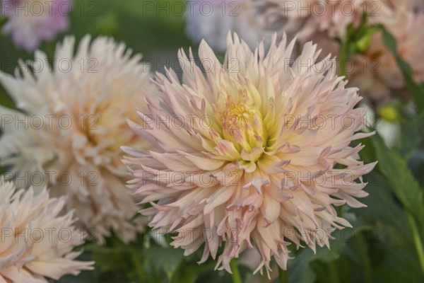 Deer antler dahlia, Hapet Champagne variety, MÃ¼nsterland, North Rhine-Westphalia, Germany