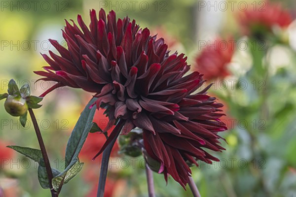 Dahlia (Dahlia), dark red, MÃ¼nsterland, North Rhine-Westphalia, Germany
