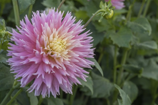 Deer Antler Dahlia, Just Married variety, MÃ¼nsterland, North Rhine-Westphalia, Germany