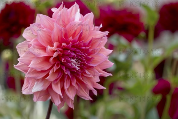 Dahlia (Dahlia), MÃ¼nsterland, North Rhine-Westphalia, Germany