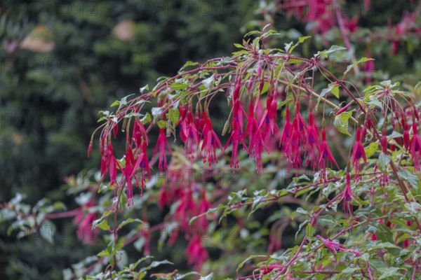 Scarlet fuchsia (Fuchsia magellanica), garden fuchsia, winter-hardy, MÃ¼nsterland, North Rhine-Westphalia, Germany