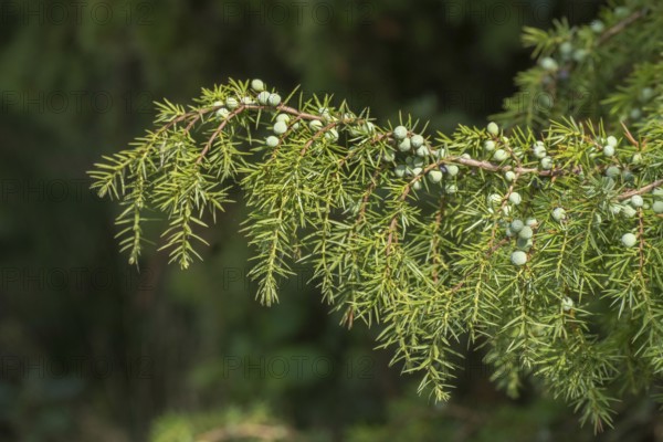 Common juniper (Juniperus communis) with juniper berries, the Netherlands