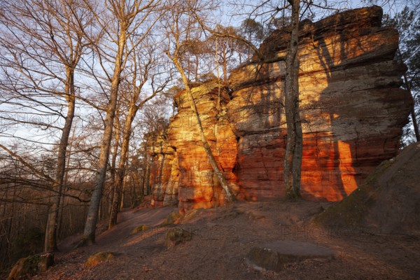 Glowing rocks in warm evening light in spring at AltschloÃŸfelsen in der Pfalz, Germany