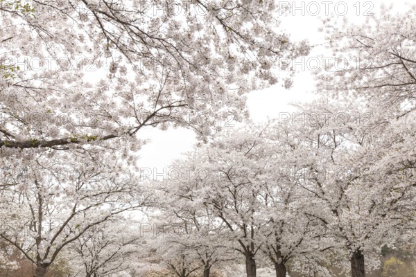 White-blooming cherry trees in spring on Rose Island in Bad Kreuznach, Germany