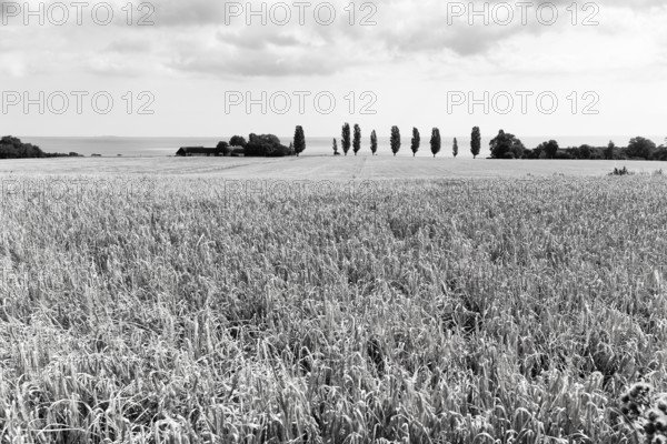 Ripe wheat field in summer, dead ripe, Ertholmene, pea islands on the horizon, monochrome, Bornholm, Baltic Sea, Denmark