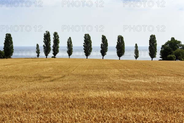 Ripe wheat field in summer, dead ripe, poplars in a row, harvest time, Bornholm, Baltic Sea, Denmark