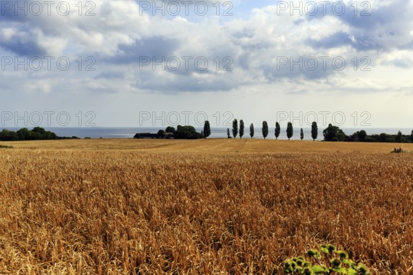 Golden brown, ripe wheat field in summer, dead ripe, Ertholmene, pea islands on the horizon, harvest time, Bornholm, Baltic Sea, Denmark