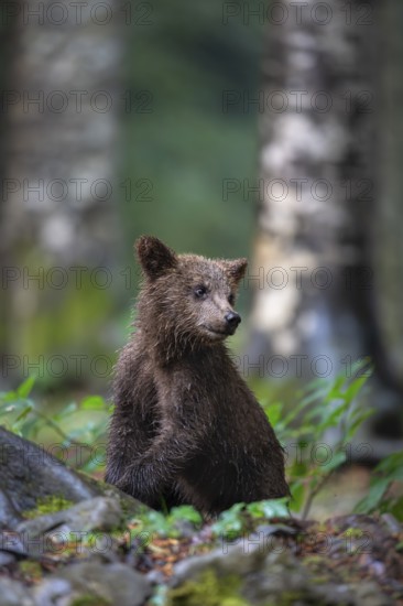 European brown bear (Ursus arctos arctos), young animal in the forest, Notranjska region, Slovenia