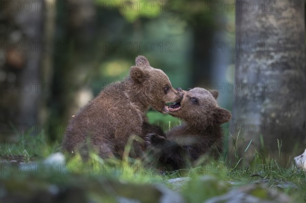 European brown bear (Ursus arctos arctos), two young animals playing in the forest, Notranjska region, Slovenia