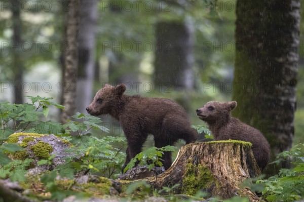 European brown bear (Ursus arctos arctos), two young animals in the forest, Notranjska region, Slovenia
