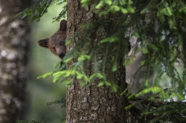 European brown bear (Ursus arctos arctos), young animal climbing on tree, Notranjska region, Slovenia