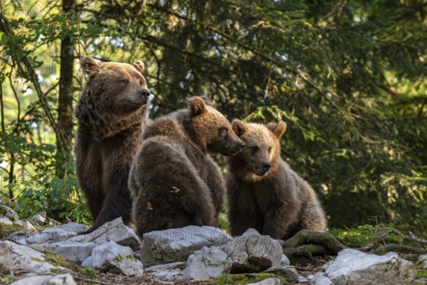 European brown bear (Ursus arctos arctos), mother with two cubs, in the forest, Dolenjska region, Slovenia