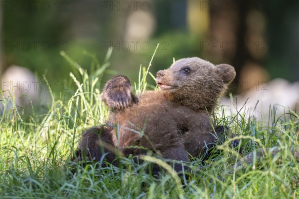 European brown bear (Ursus arctos arctos), young animal lying in meadow, Notranjska Region, Slovenia