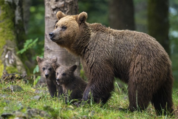 European brown bear (Ursus arctos arctos), mother with two cubs, in the forest, Notranjska region, Slovenia