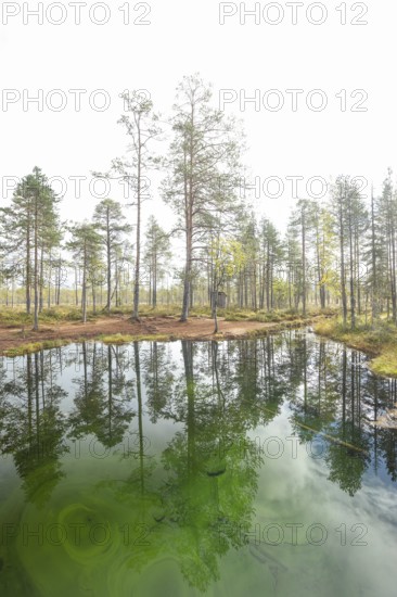 Emerald green spring water reflects autumn trees. Frog spring in the moor, wetland in Arvidsjaur, Sweden