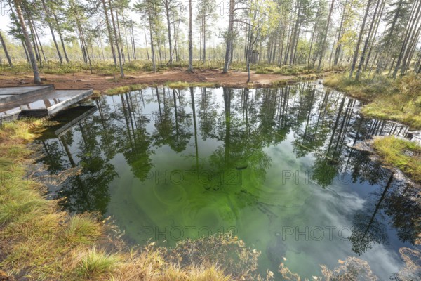 Emerald green spring water reflects autumn trees. Frog spring in the moor, wetland in Arvidsjaur, Sweden