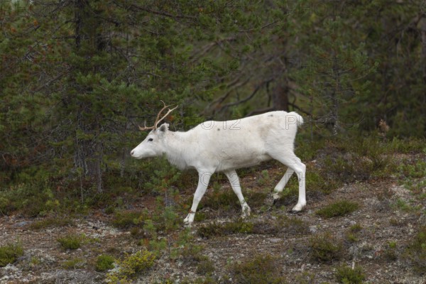 White reindeer on the edge of a forest in Sweden Lapland in autumn