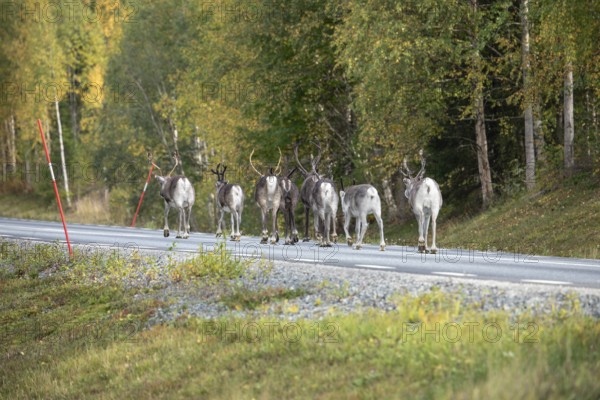 Autumn migration of reindeer on the roads with traffic in northern Sweden
