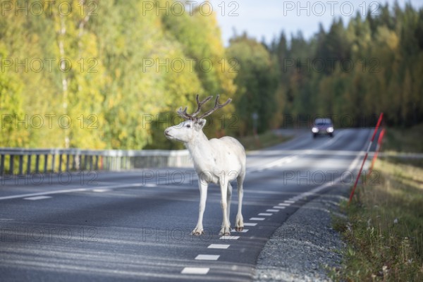 White reindeer on the street in Sweden, Lapland in autumn. Car is driving on the opposite side