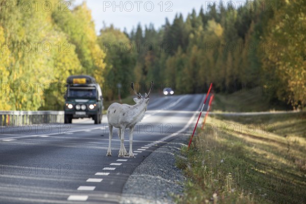 White reindeer on the road in Sweden, Lapland in autumn with cars in the background