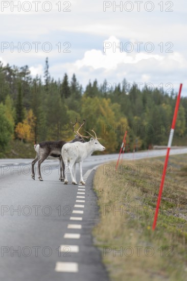 Autumn migration of reindeer on the roads with traffic in northern Sweden